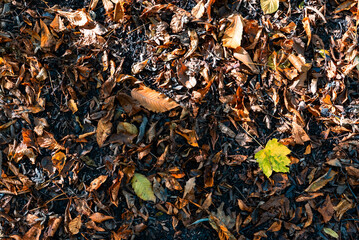 Abstract view of colorful autumn leaves from oaks, birches and beeches