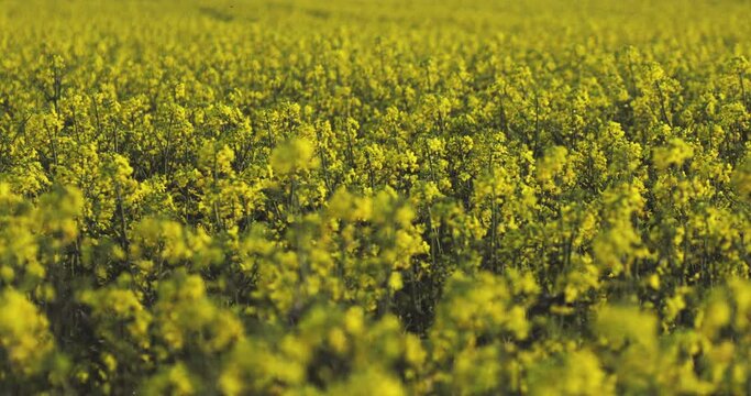 field with flowering rapeseed plants that swayed gently in the wind