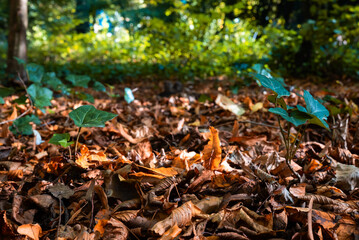 Common Ivy on a carpet of colorful autumn leaves in a city park during the fall season