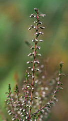 Macro d'une longue tige de bruyère sauvage, sur un fond verdoyant