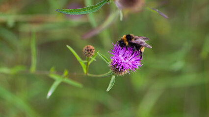 Macro d'un bourdon, en train de butiner une fleur sauvage