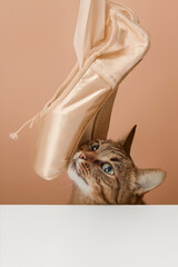 New beige ballet shoes with cat on a beige background. Selective focus