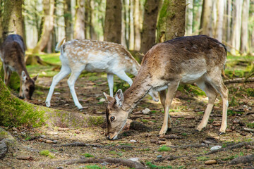 Naklejka na ściany i meble Deer in the forest in summer. Selective focus.