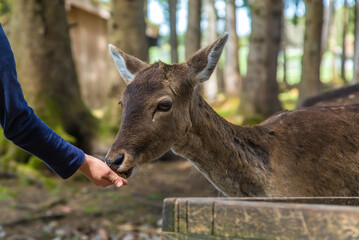 Naklejka na ściany i meble A child feeds a deer in the forest. Selective focus.