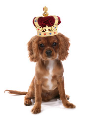 Cavalier King Charles Spaniel Dog wearing a crown isolated on a white background