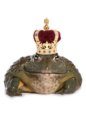 Prince charming frog isolated on a white background 