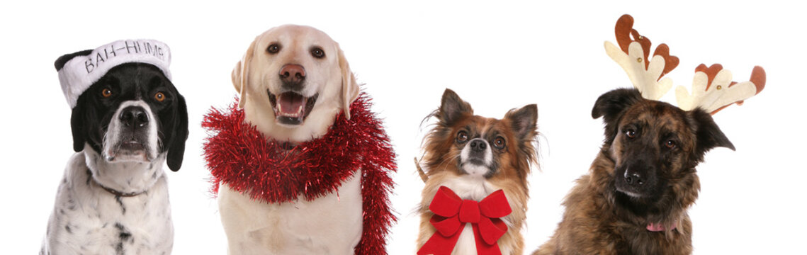 Christmas dog party isolated on a white background