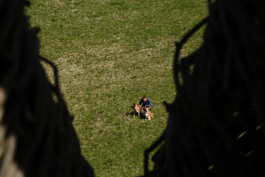 Owner in park with German and Australian Shepherds top view and drone from afar. Man is sitting in green clearing with two dogs and resting.
