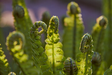 Twisted young fern leaves. Selective focus on individual leaves.