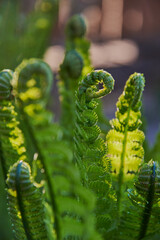Twisted young fern leaves. Selective focus on individual leaves.