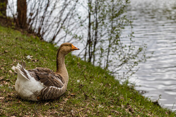 wild gray goose stands on the grass near the water