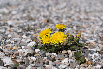 Close up of small dandelion plant and flowers in a gravel covered driveway - obrazy, fototapety, plakaty