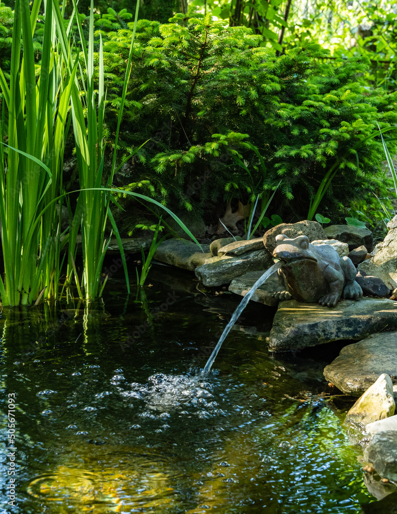 Wall mural Beautiful small garden pond with a frog-shaped fountain and stone banks. Evergreen spring landscape garden. Selective focus. Nature concept for design.