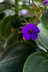 Flower of the Tibouchina genus  known as glory bushes, glory trees or princess flowers.