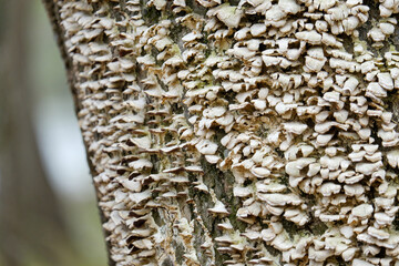 Bracket fungi growing on tree trunk