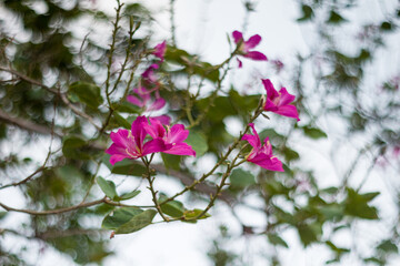 pink flowers