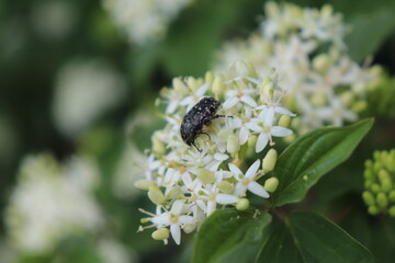 Trauerrosenkäfer auf Hartriegelblüte