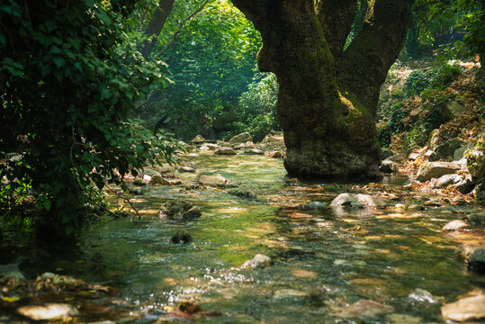 Stream in Ida Mountain (Kazdagi). River and big tree root. Edremit, Balikesir, Turkey.