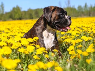 Beautiful brindle boxer dog on the dandelion field
