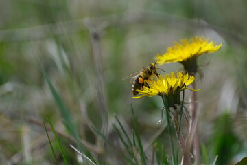 Close up of a bee on a yellow dandelion flower in nature