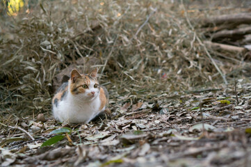 Wild cat living in a Japanese forest