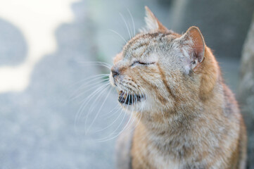 Wild cat living in a Japanese shrine