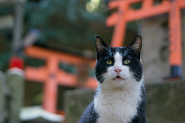 Stray cats living in Fushimi Inari Taisha Shrine in Japan