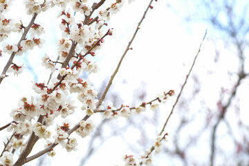 白梅　3月