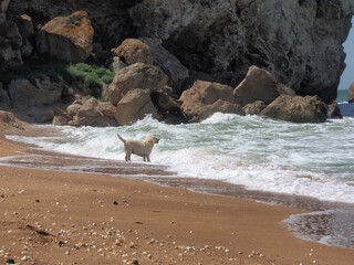 A dog on the seashore, against the background of rocks.
