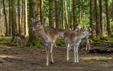 Naklejka na ściany i meble Deer in the forest in summer. Selective focus.