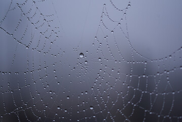 toile d'araignée et gouttes de rosée - brouillard