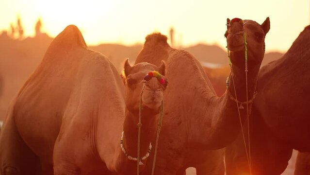 Camels in slow motion at the Pushkar Fair, also called the Pushkar Camel Fair or locally as Kartik Mela is an annual multi-day livestock fair and cultural held in the town of Pushkar Rajasthan, India.