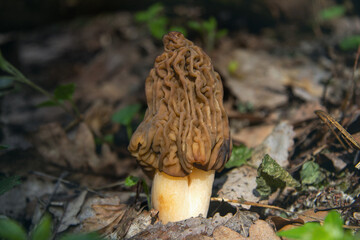 Mushroom morel, early spring mushroom growing in the forest.