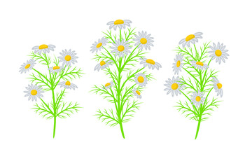 Vector set realistic illustration of chamomile. Isolated on white background. Design for herbal tea, natural cosmetics, health care products, aromatherapy, homeopathy.