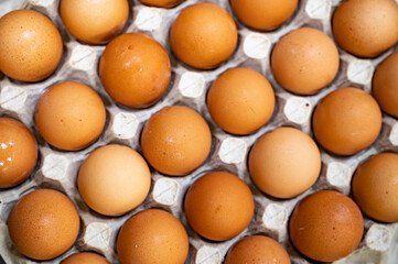 chicken egg in a cell