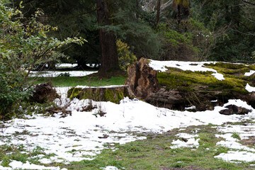 An old and weathered trunk of a felled tree outdoors in early spring in the park on grass and snow