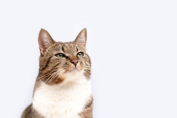 Portrait of gray shorthair domestic tabby cat in front of blue background.