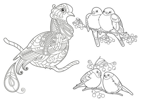 Contour linear illustration for coloring book with decorative paradise birds. Beautiful dove bird. Line art design for adult or kids in zen-tangle style, tattoo and coloring page.