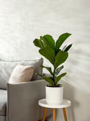 Ficus lyrata or fiddle leaf fig in living room interior. Room decoration with plant. Scandinavian...