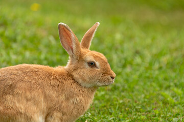 Naklejka na ściany i meble Peach rabbit in a wild on green lawn background