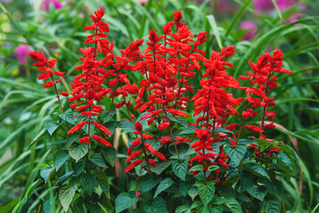 Scarlet sage - Salvia splendens Vista Red blooming in the garden bed