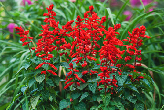 Scarlet sage - Salvia splendens Vista Red blooming in the garden bed