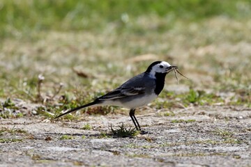 Fototapeta premium white wagtail on the ground