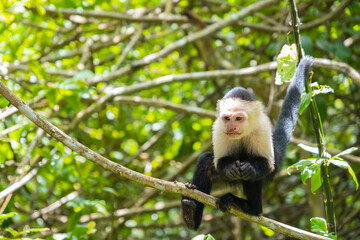 Naklejka premium Day dreaming Capuchin Monkey, sitting on tree branch in the forest, Cahuita National Park, Costa Rica