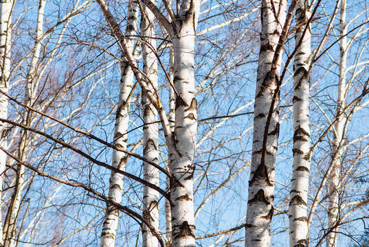 White birch trees in early spring on blue sky background