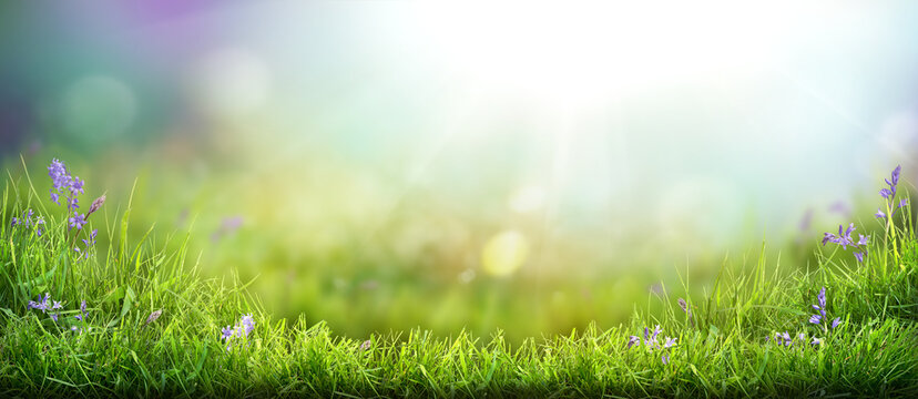 A warm spring garden background of a green grass lawn and a blurred background of lush vibrant foliage and strong sunlight.