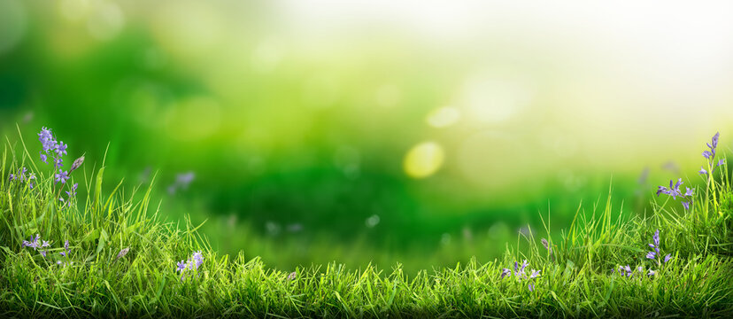 A warm summer garden background of a green grass lawn and a blurred background of lush green foliage and strong sunlight.