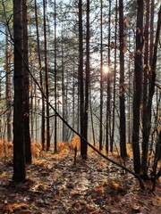 Fototapeta premium Autumn forest with sunlight between trees. 