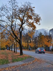 Fototapeta premium City avenue road atr autumn. Tree-lined lane in city with car on the road. 
