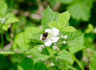 Himbeerblüte
